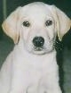 Close up upper body shot - A yellow Labrador Retriever puppy sitting down