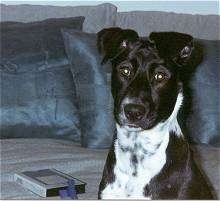 Close up head shot - A black with white ticke mixed breed dog is laying on a blue bed and it is looking forward. There is a VHS tape on the bed.