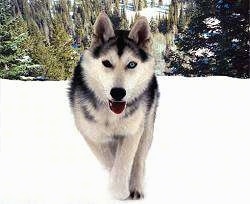 Action shot view from the front - A black with tan and white Siberian Husky is walking across snow. There are trees behind it.