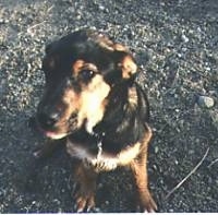 Close Up upper body shot - A black with tan mix breed is sitting in grass and looking up.