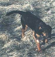 A black with tan mix breed puppy is walking down grass.