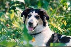 Shasta the dog standing outside in a grassy area with its mouth open