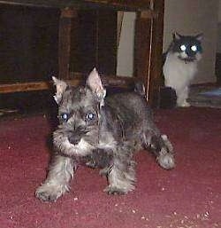 Dexter the Miniature Schnauzer puppy is walking towards the camera holder and a gray and white long haired cat is sitting behind a table watching in the background