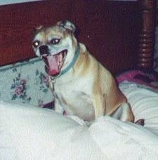 A tan with white little wide bully looking dog is sitting on a human's bed. Its mouth is wide open.