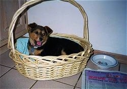 Mongrel = Mixed Breed Dogs – Mutt or Mutts