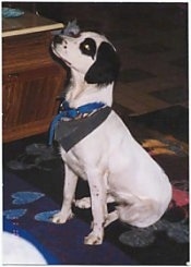 Side view - A white with black Brittany Spaniel/Australian Shepherd mix is sitting on a rug and it is looking up. It is wearing an army green bandana and a blue collar.