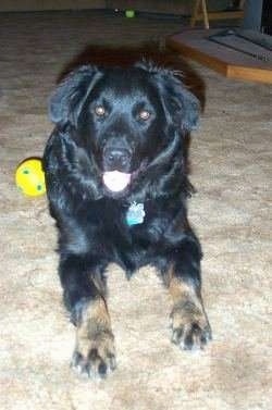 A shiny-coated, medium haired, black with tan mixed breed dog is laying on a tan carpet with a yellow ball next to it. Its mouth is open and tongue is out.