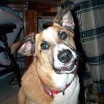 Close Up upper body shot - A shorthaired tan with white mixed breed dog is wearing a red collar sitting in a living room and its head is tilted to the left.