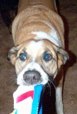 Close up view from the top looking down - A tan with white mixed breed dog is having a tug of war with a shoe.