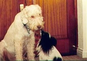 Zekey the Italian Spinone and Sparky the Papillon are greeting each other in front of a wooden door in a house