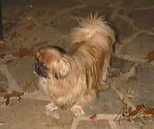 View from the top looking down at the dog of a brown with tan Pekingese dog standing on a stone porch looking to the left.