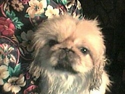 Close up head shot - A white with tan Pekingese is laying against the arm of a chair.