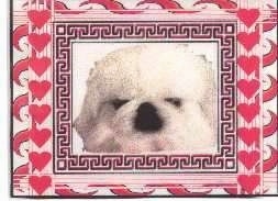 Close up head shot - A white Pekingese puppy. There is a photo frame with hearts around it.