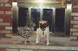 A large fireplace and a tan with black Pug that is wearing a payot and a tallit. To the left of the Pug is a Menorah.