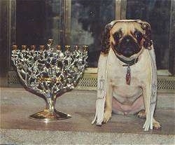 A tan with black Pug is wearing a payot and a tallit and it is looking forward. To the left of it is a Menorah and it is sitting in front of a fireplace.