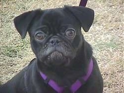 Close up head shot - A black Pug is sitting on brown grass and it is looking up. Its face looks like a monkey.