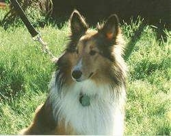 Close up - A black with tan and white Shetland Sheepdog is sitting in grass and it is looking to the left.