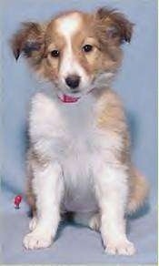 A tan and white Shetland Sheepdog puppy is sitting in front of a blue backdrop and it is looking forward.