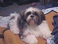 Front view - A long haired, grey and white Shih Tzu puppy is laying on top of a blanket on top of a couch looking up and forward.