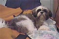 The back side of a long coated, grey and white Shih Tzu puppy is laying on a bed and it is looking forward.