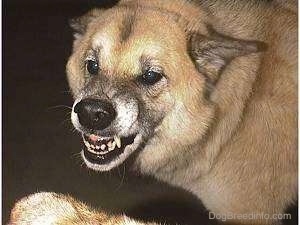 Close up - Topdown view of a tan with white and black dog looking forward and showing its teeth aggressively.