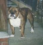 The front left side of a wide-chested brown brindle with white Victorian Bulldog standing across a sidewalk looking forward.