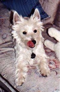 A West Highland White Terrier dog is sitting across a couch and it is licking its mouth.