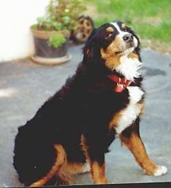 Konig the dog sitting outside on a blacktop