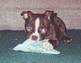 Jake the Puppy laying on a hunter green carpet in front of a tan couch with a mint green napkin in his mouth