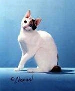 Lolita the Japanese Bobtail Shorthair is sitting on a blue stand, in front of a blue backdrop. Its head is tilted to the left.