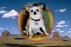 A Picture of Bj the Chihuahua sitting in a room is photoshopped over top of a photo of the desert with buildings in the distance