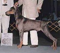 CH. Meroke's Bugsy Moran the Doberman Pinscher is posing at a dog show. There are two people standing behind him