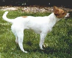 Right Profile - Gopher the dog standing outside