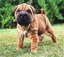 sharpei2DobramilFuChoufront.jpg