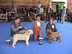 Two Spanish Water Dogs are standing face to face with a large trophy in between them at a dog show. Behind the dogs are three people. One man is holding a large red ribbon, there is another man holding the leash of the left most dog and opposite the man is a lady ooking down at the dog in front of her.