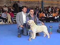 The left side of a Spanish Water Dog that is standing across a blue surface and it has a trophy in front of it at a dog show. There are two people behind it taking a knee.