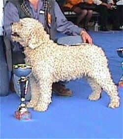 The left side of a curly coated Spanish Water Dog that is standing across a blue surface at a dog show. In front of it is a trophy, it is looking up and to the left. There is a person taking a knee behind the dog.