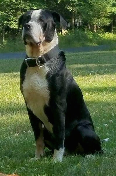 The front left side of a black with white Alapaha Blue Blood Bulldog is sitting across a grass and it is looking to the left.