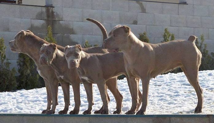 Four silver-tan American Bandogge Mastiffs lined up in a row and in front of a cinder block wall.