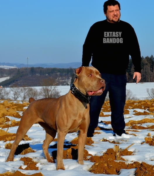 The front right side of a brown American Bandogge Mastiff that is standing next to a man and they both are standing in melting snow.