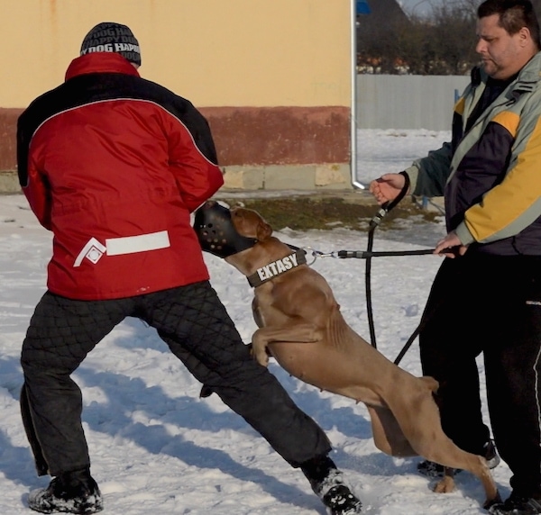The left side of a brown American Bandogge Mastiff that is jumping up at a man to the left of it. There is a person standing to the right of it and holding its leash.