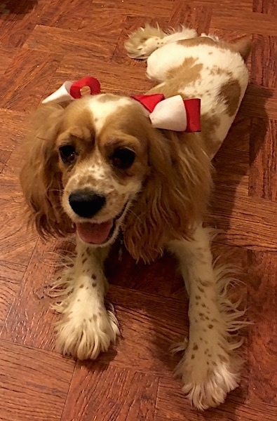 A tan and white patched fur American Cocker Spaniel is laying down on a hardwood floor. It has red and white ribbons in its ears.
