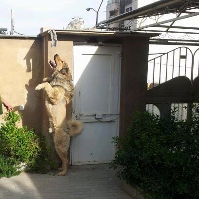 The left side of a tan with black Armenian Gampr that is standing on its hind legs in front of a building that has an item hanging from the top of it.