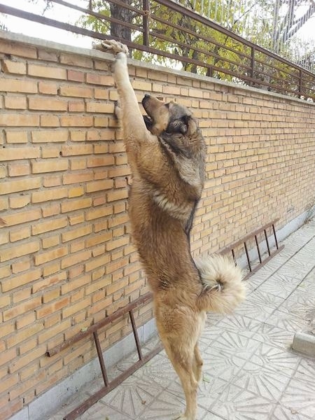 The left side of a tan with black Armenian Gampr that is standing up against a tall brick wall and it is reaching the top of the wall.