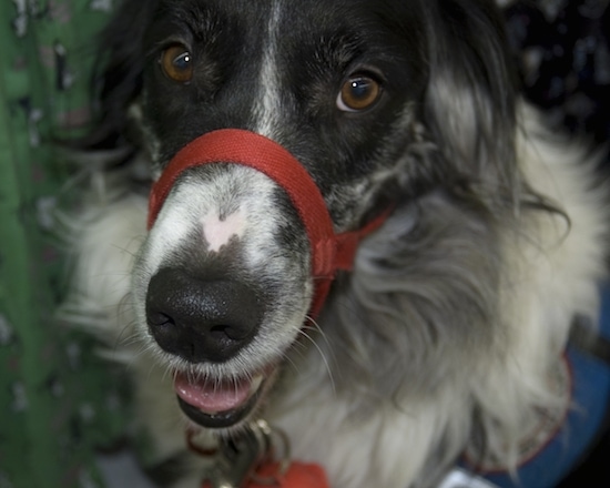 Close up - Topdown view of a black and white fluffy Australian Retriever that is wearing a red gentle leader collar and its mouth is slightly open.