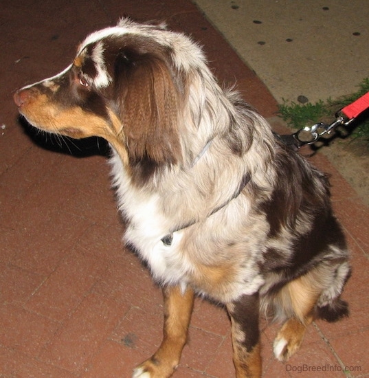 Front size view - A medium haired tan, brown and white splattered patterned dog with a liver brown nose, a long thin snout and ears that hang down to the sides with longer hair on them sitting on a red brick sidewalk wearing a red leash looking to the left.