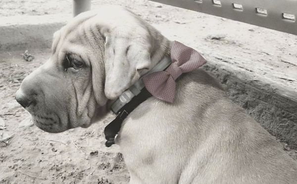 Side view of a large headed, wrinkly, extra skinned dog with thick drop ears that hang down to the sides of its head, a large blocky extra skinned muzzle, and a thick body.