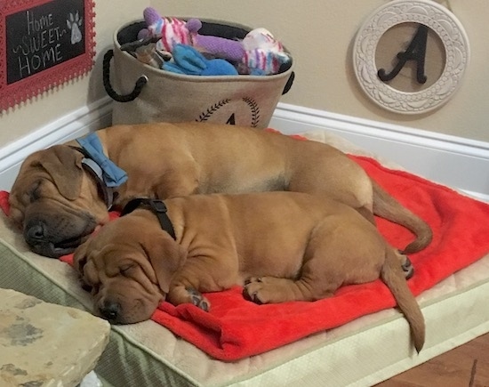 Two dogs laying down on a dog bed. One dog is an adult and the other is a smaller puppy.