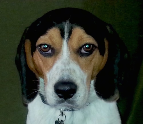 Front view head shot of a tricolor black, tan and white Beagle dog with a black nose and almond shaped brown eyes. The dog's face is symmetrical.