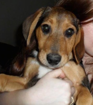 Close up - A black and brown Beagle Shepherd is laying on its back on a couch and it is looking forward. There is a person with its hand on its chest.